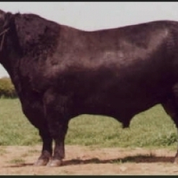 Duke of Aynho